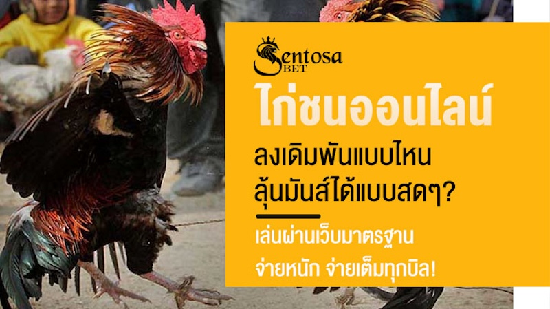 ไก่ชนออนไลน์