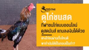 ดูไก่ชนสด